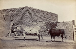 No 4, Album 1, edited